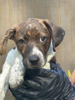 Waffles -  Beagle and German Shorthaired Pointer Dog for Adoption in Effingham, Illinois - Waffles | PetCurious