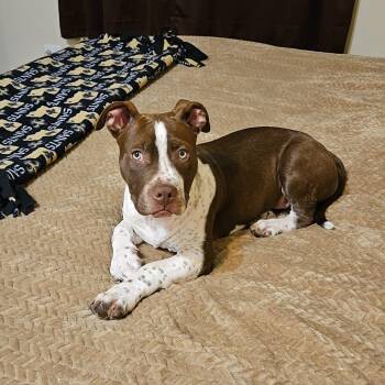 Pit Bull Terrier Dogs Available for Adoption - Jazz | PetCurious