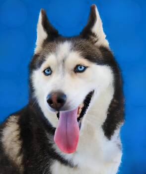 BELLA -  Siberian Husky Dog for Adoption in Pasadena, California - BELLA | PetCurious