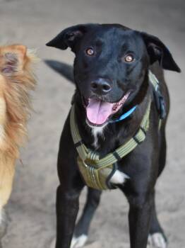 Zeus -  Black Labrador Retriever Dog for Adoption in Houston, Texas - Zeus | PetCurious