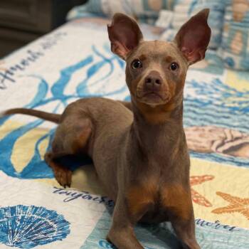Leonidas -  Miniature Pinscher Dog for Adoption in Corpus Christi, Texas - Leonidas | PetCurious