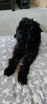 Miniature Poodle Dogs Available for Adoption - Baxter | PetCurious