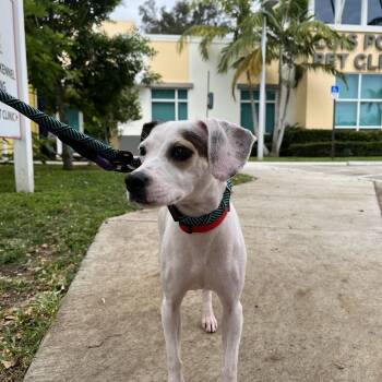 Chihuahua Dogs Available for Adoption in Boca Raton, Florida - Julia 4943 | PetCurious