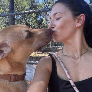 Eddie -  Mixed Breed Dog for Adoption in Auburn, New Hampshire - Eddie | PetCurious