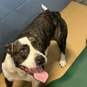 American Staffordshire Terrier Dogs Available for Adoption - TXAC-Stray-19613 | PetCurious