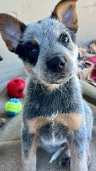 Rescue Australian Cattle Dog Blue Heeler Dogs for Adoption in Mocksville, North Carolina - Eli | PetCurious