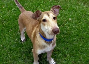 TYSON -  Dachshund and Mixed Breed Dog for Adoption in Fort Lauderdale, Florida - TYSON | PetCurious