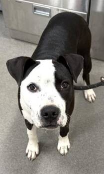 Pit Bull Terrier and Mixed Breed Dogs Available for Adoption - DAISY | PetCurious