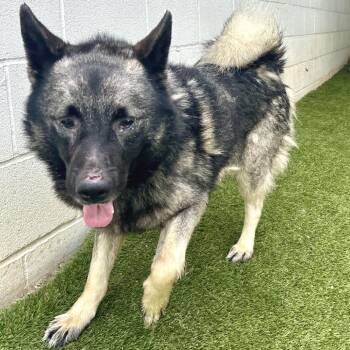 Titan 2630 -  Norwegian Elkhound Dog for Adoption in Loxahatchee Groves, Florida - Titan 2630 | PetCurious