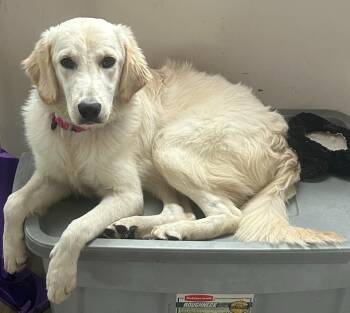 Labrador Retriever Dogs Available for Adoption in West Milwaukee, Wisconsin - Sally $750 | PetCurious