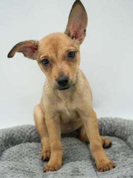 Delilah -  Chihuahua and Mixed Breed Dog for Adoption in Bridgewater, New Jersey - Delilah | PetCurious