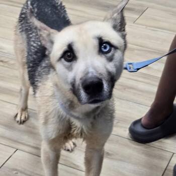 Kova -  German Shepherd Dog and Husky Dog for Adoption in Newark, New Jersey - Kova | PetCurious