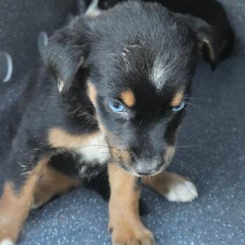 Sierra -  Mixed Breed Dog for Adoption in Lake Jackson, Texas - Sierra | PetCurious