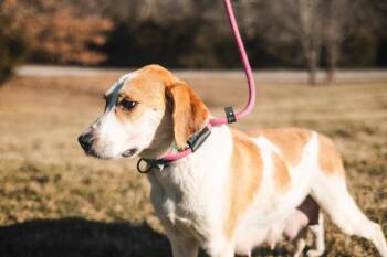 Labrador Retriever and Mixed Breed Dogs Available for Adoption in Gradyville, Kentucky - Margaret | PetCurious