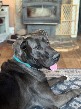 Rescue Great Dane Dogs for Adoption in Chambersburg, Pennsylvania - Finley | PetCurious