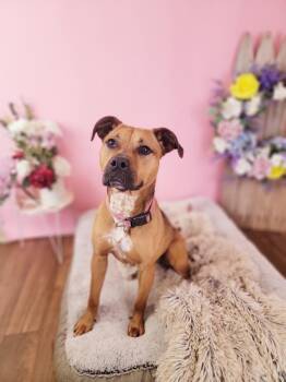 Boxer and Mixed Breed Dogs Available for Adoption in Sprakers, New York - Sandy | PetCurious