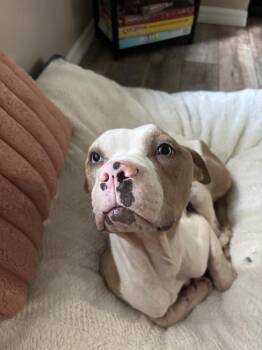 Cheyenne -  American Bulldog Dog for Adoption in Lakeland, Florida - Cheyenne | PetCurious