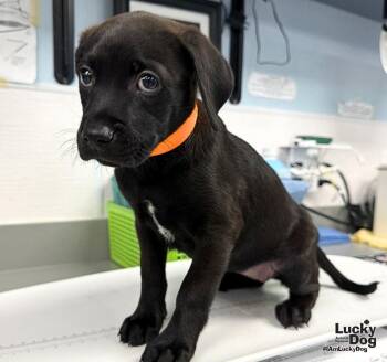 Kendra -  Labrador Retriever Dog for Adoption in Washington, District Of Columbia - Kendra | PetCurious