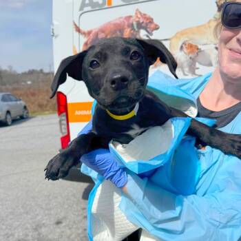 Mixed Breed Dogs Available for Adoption - Satin | PetCurious