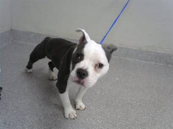 French Bulldog and Pit Bull Terrier Dogs Available for Adoption - SWEET PEA | PetCurious