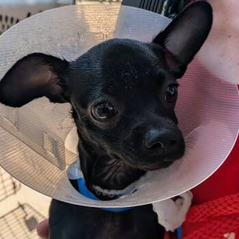 Pip Squeak -  Mixed Breed Dog for Adoption in Leander, Texas - Pip Squeak | PetCurious