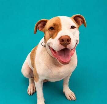 BEULLER -  Pit Bull Terrier and Mixed Breed Dog for Adoption in Pearland, Texas - BEULLER | PetCurious