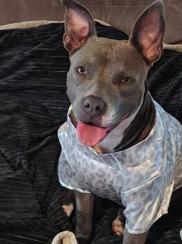 Pit Bull Terrier and Mixed Breed Dogs Available for Adoption in Fort Lauderdale, Florida - Lena | PetCurious