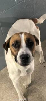 Rescue Boxer and Coonhound Dogs for Adoption in Albemarle, North Carolina - Angel | PetCurious