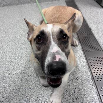 Starla -  Husky and Mixed Breed Dog for Adoption in Reno, Nevada - Starla | PetCurious