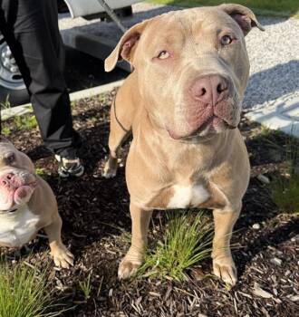 Pit Bull Terrier and Mixed Breed Dogs Available for Adoption in Indianapolis, Indiana - SLIME | PetCurious