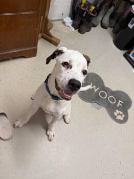 Lucky -  Boxer and Affenpinscher Dog for Adoption in Camden, Tennessee - Lucky | PetCurious