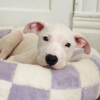 Rumble -  Pit Bull Terrier Dog for Adoption in Richmond, Virginia - Rumble | PetCurious
