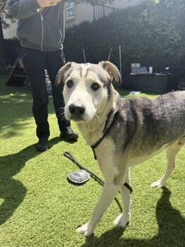 Siberian Husky and German Shepherd Dog Dogs Available for Adoption in San Jose, California - FRANKIE | PetCurious