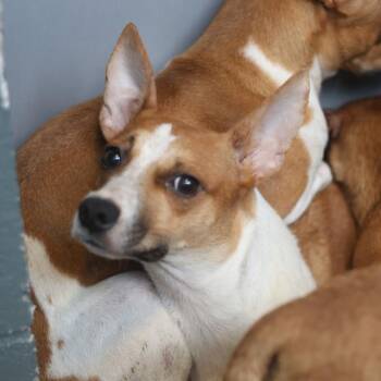 A813440 -  Chihuahua Dog for Adoption in San Antonio, Texas - A813440 | PetCurious