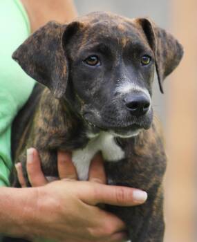 Georgia -  American Staffordshire Terrier Dog for Adoption in North Fort Myers, Florida - Georgia | PetCurious