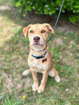 Wirehaired Terrier and Labrador Retriever Dogs Available for Adoption in Aiken, South Carolina - Rose | PetCurious