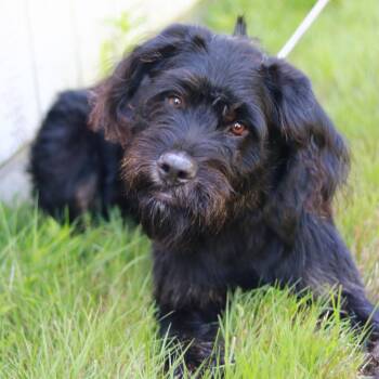 CT Junior -  Terrier and Mixed Breed Dog for Adoption in Stormville, New York - CT Junior | PetCurious