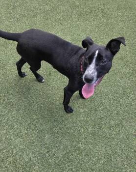 Onyx -  Cattle Dog and Terrier Dog Available for Adoption in Elmwood, Louisiana - Onyx | PetCurious