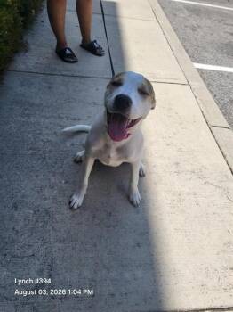 MAYA MAY -  American Staffordshire Terrier Dog for Adoption in San Antonio, Texas - MAYA MAY | PetCurious