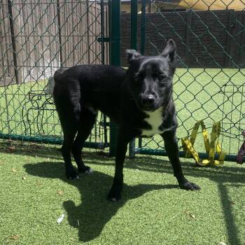 Bugg 3247 -  Border Collie and Mixed Breed Dog for Adoption in Loxahatchee Groves, Florida - Bugg 3247 | PetCurious