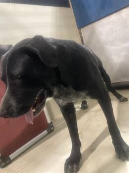 Danbae - URGENT -  Mastiff and Labrador Retriever Dog for Adoption in Thousand Oaks, California - Danbae - URGENT | PetCurious