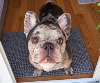 Puzzle -  French Bulldog Dog for Adoption in Osteen, Florida - Puzzle | PetCurious