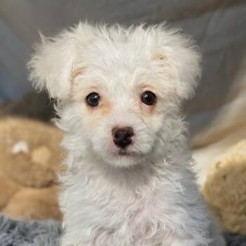 Tottie -  Shih Tzu and Poodle Dog for Adoption in Cleveland, Texas - Tottie | PetCurious
