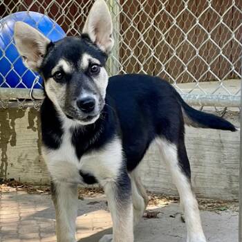 Selma 26-0257 -  Shepherd and Husky Dog for Adoption in Yanceyville, North Carolina - Selma 26-0257 | PetCurious