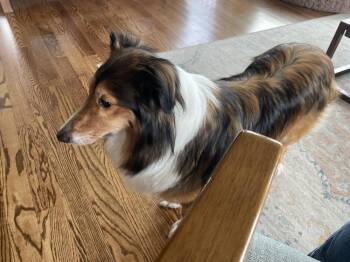 Charlie Brown -  Shetland Sheepdog Sheltie Dog for Adoption in Chattanooga, Tennessee - Charlie Brown | PetCurious
