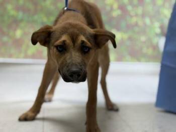 Trix -  Terrier and Mixed Breed Dog for Adoption in San Antonio, Texas - Trix | PetCurious