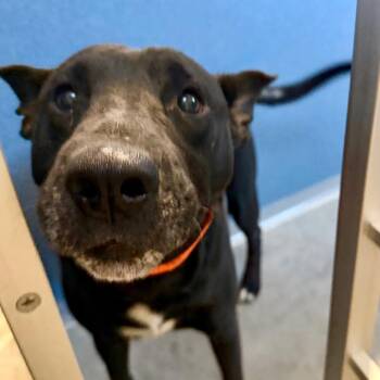 Sam (S26-25) -  Labrador Retriever and Mixed Breed Dog for Adoption in Peyton, Colorado - Sam (S26-25) | PetCurious
