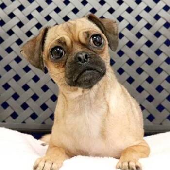 Aria -  Pug Dog for Adoption in Fort Davis, Texas - Aria | PetCurious