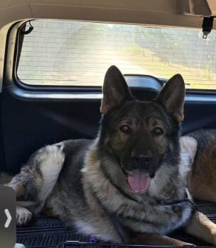 Max -  German Shepherd Dog Dog for Adoption in Panama City, Florida - Max | PetCurious