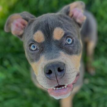 Rescue Pit Bull Terrier and Mixed Breed Dogs for Adoption in Chicago, Illinois - Margot | PetCurious
